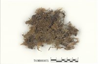 藏品(羽苔屬)的圖片